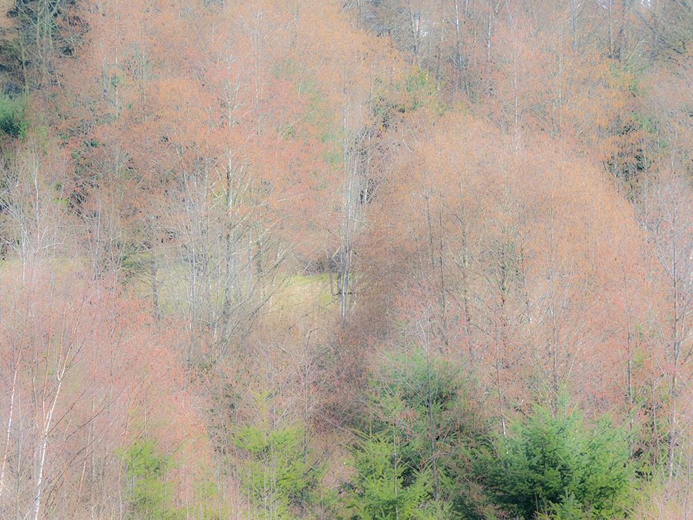 USA-Washington State-Carnation-Pacific Northwest early spring Alder Trees